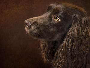 ears, English Cocker Spaniel, dog, Longs, Brown