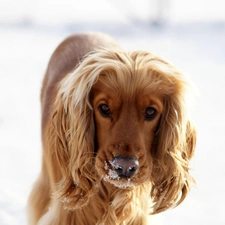 Spaniel, Cocker