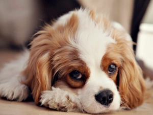 Cavalier King Charles spaniel, lying, dog