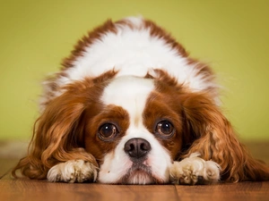 dog, King Charles Spaniel