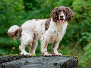 dog, English Springer Spaniel