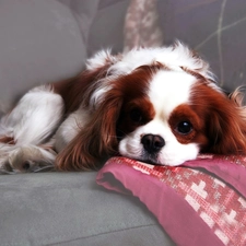 Spaniel, dog