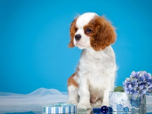 Spaniel, Puppy, Flowers