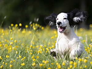 grass, Puppy, Cocker Spaniel