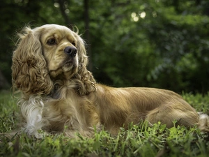 lying, American Cocker Spaniel