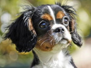 muzzle, King Charles Spaniel