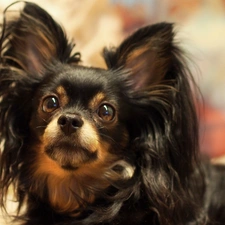 Spaniel, posed, ears, gazing, Papillon, doggy