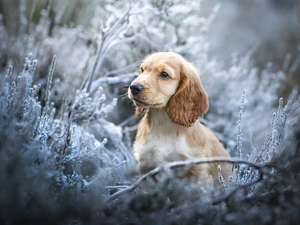 Puppy, dog, Plants, Twigs, muzzle, English Cocker Spaniel