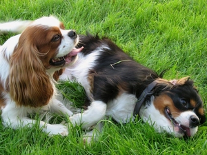 Two cars, Toy Spaniel, grass, puppies