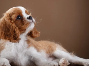 Cavalier King Charles spaniel, Puppy, Puppy