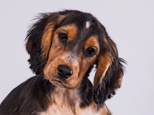 Cocker Spaniel, Puppy, sad, honeyed