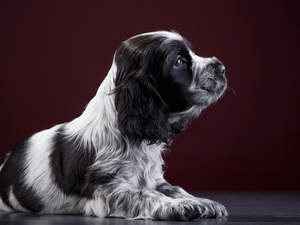 Puppy, English Springer Spaniel