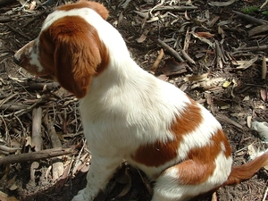 Puppy, Welsh Springer Spaniel
