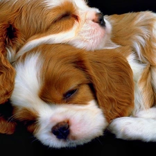 Cavalier King Charles spaniel, race, Sleeping, puppies