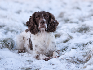 dog, English Springer Spaniel, snow, White-brown