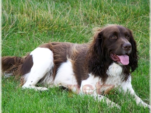 coat, English Springer Spaniel, white and brown
