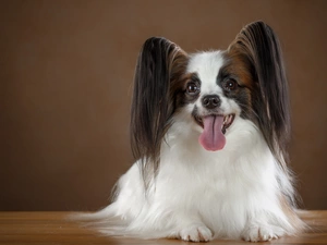 Miniature Continental Toy Spaniel Papillon, Tounge