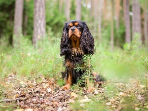 forest, dog, viewes, litter, trees, King Charles Spaniel