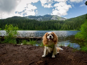 River, dog, viewes, Mountains, trees, King Charles Spaniel