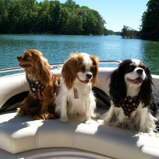 Spaniels, Three, River, bath-tub