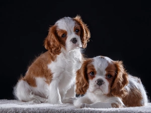 Cavalier King Charles Spaniels, Two cars, puppies