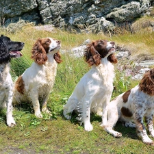 four, Spaniels, Meadow