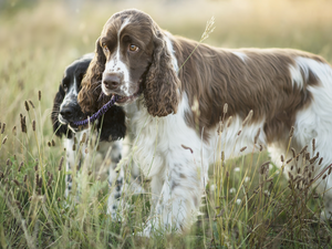 Meadow, Dogs, English Spaniels