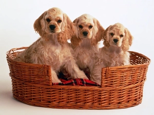 Spaniels, Three, basket, Red-Haired