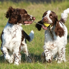 Spaniels, Meadow, Two cars