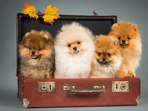 case, Dogs, Miniature Spitz