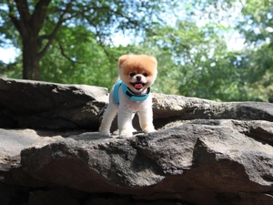 Pomeranian, dog, dog-collar, rocks, Blue, Toy Spitz