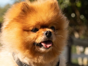 muzzle, Tounge, Toy Spitz, Pomeranian, dog