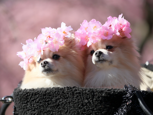 Two cars, Miniature Spitz, Wreaths, Dogs