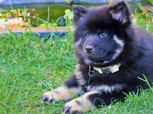 grass, Puppy, Rurasier Spitz