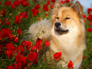 papavers, dog, Rurasier Spitz