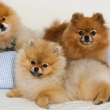 puppies, Spitz, Three