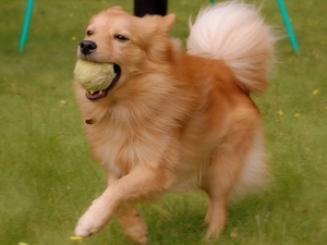 Finnish Spitz, tail, Ball, fluffy