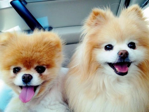 Miniature Spitz, Two cars, puppies