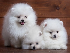 Spitz, Three, White