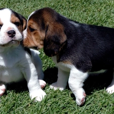 spotted, puppies, Two cars