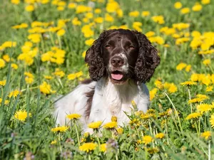 Flowers, puffball, English Springer Spaniel, Meadow, dog