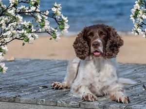 Flourished, Twigs, English Springer Spaniel, boarding, dog