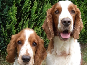 Welsh Springer Spaniel, Two, mug