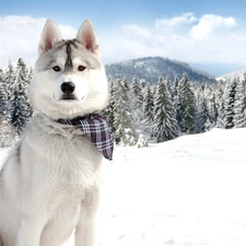 Spruces, snow, Husky, scarf