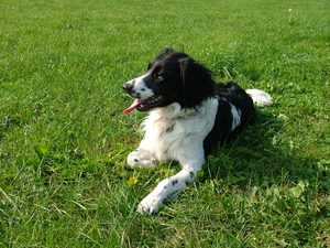 Stabyhoun, Green, grass, Stabyhoun