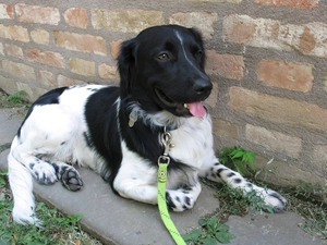 Stabyhoun, Green, Leash, Stabyhoun