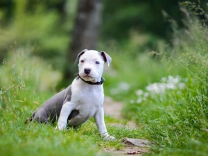 dog, Amstaff, American Staffordshire Terrier, Puppy