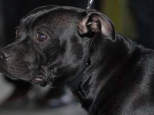 Staffordshire Bull Terrier, mouth