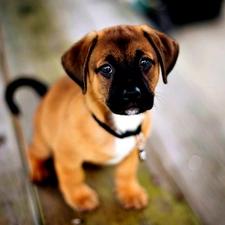 Staffordshire Bull Terrier, Puppy