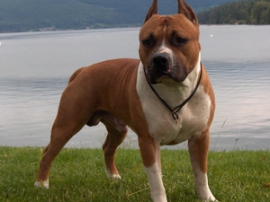 Staffordshire Terrier